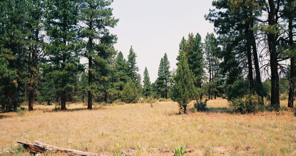 Large Ponderosa Pines