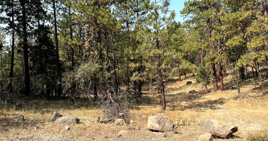 Oregon Land Auction, 2.34 Acres, Large Pines and Openings, Great ...